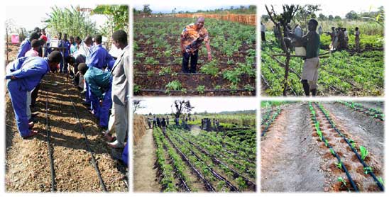 Drip irrigation