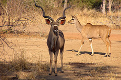 Malawi Kudu