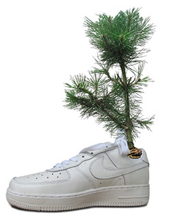 Shoes for Trees