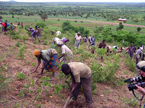 Villagers planting trees