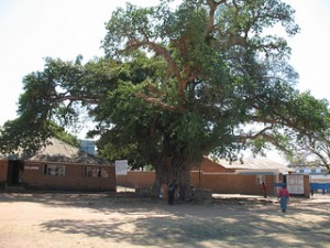 Nkhotakota Treaty Tree