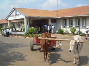 Oxcart at Kasungu Hospital