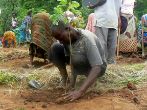 Fighting Deforestation - Man plants a tree