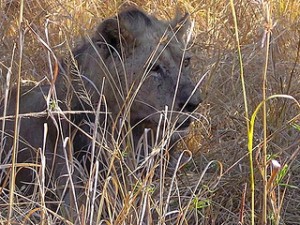 Lion waiting nearby