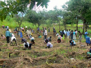 tree planting - Malawi