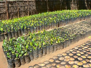 Trees staged for planting - Malawi