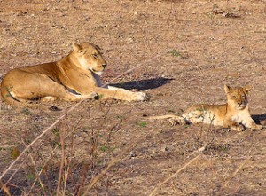 Lioness with Cub