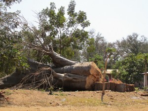 Balbao trees being cut to provide firewood.