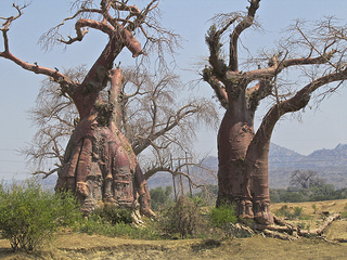 Balbao trees in the Valley of the Giants