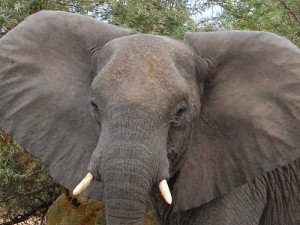 Elephants in Malawi