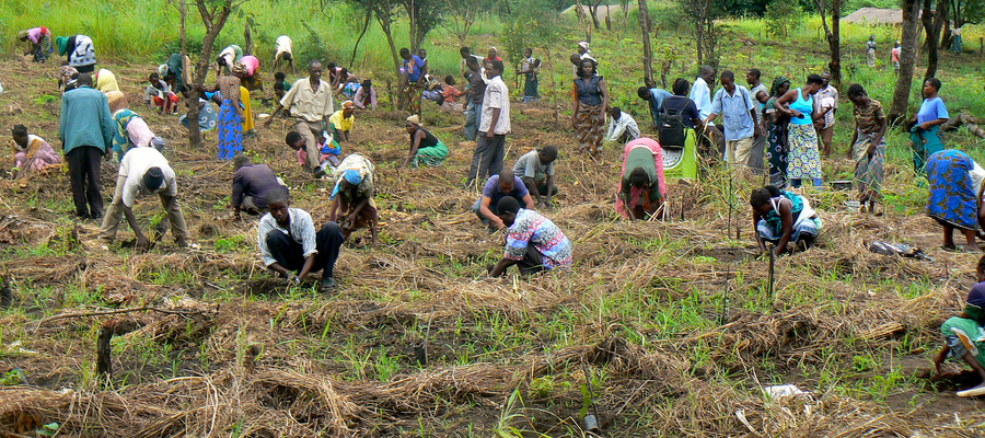 Malawians planting trees in Shoes for Trees programs