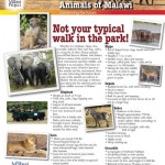 Parks_Animals_of_Malawi