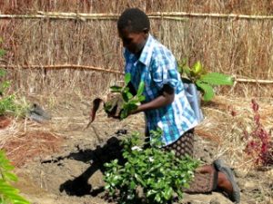 Tree Planting - KODO 5.16-1