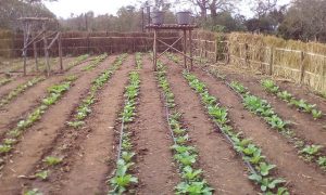 Crops in the Dry Season