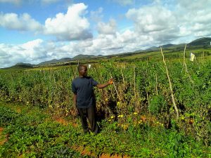 Harvest Forecast Mixed