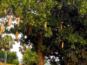 Tree with sausages tied to its branches