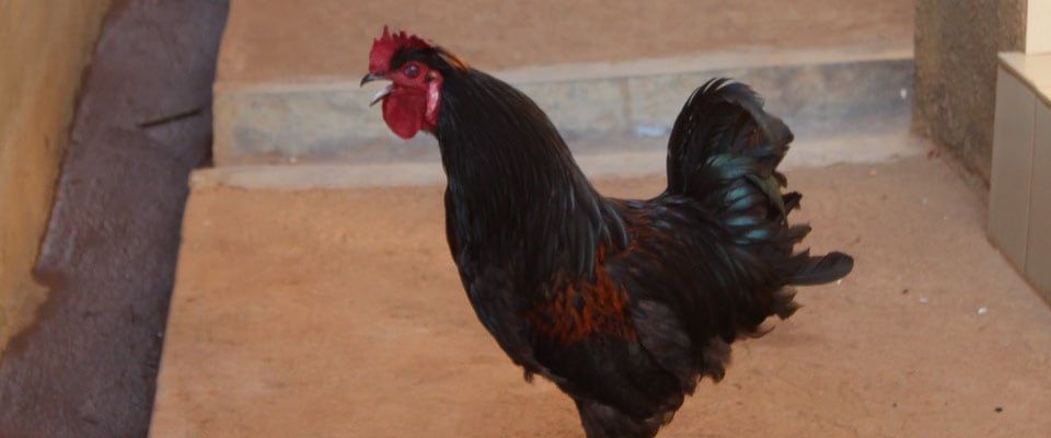 A rooster