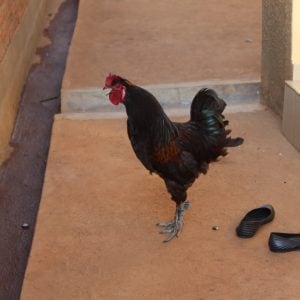 A rooster