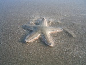 A starfish on a beach