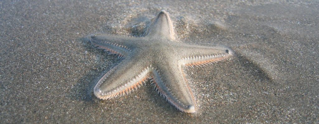 A starfish on a beach