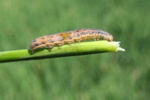 A Southern Armyworm perched on a grain stalk