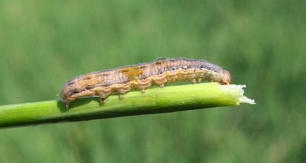 A Southern Armyworm perched on a grain stalk