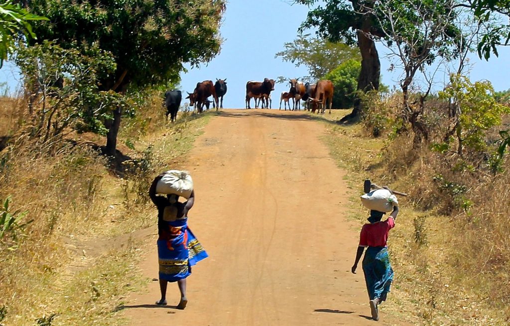 A pair of villagers walking up a dirt road toward some cattle.