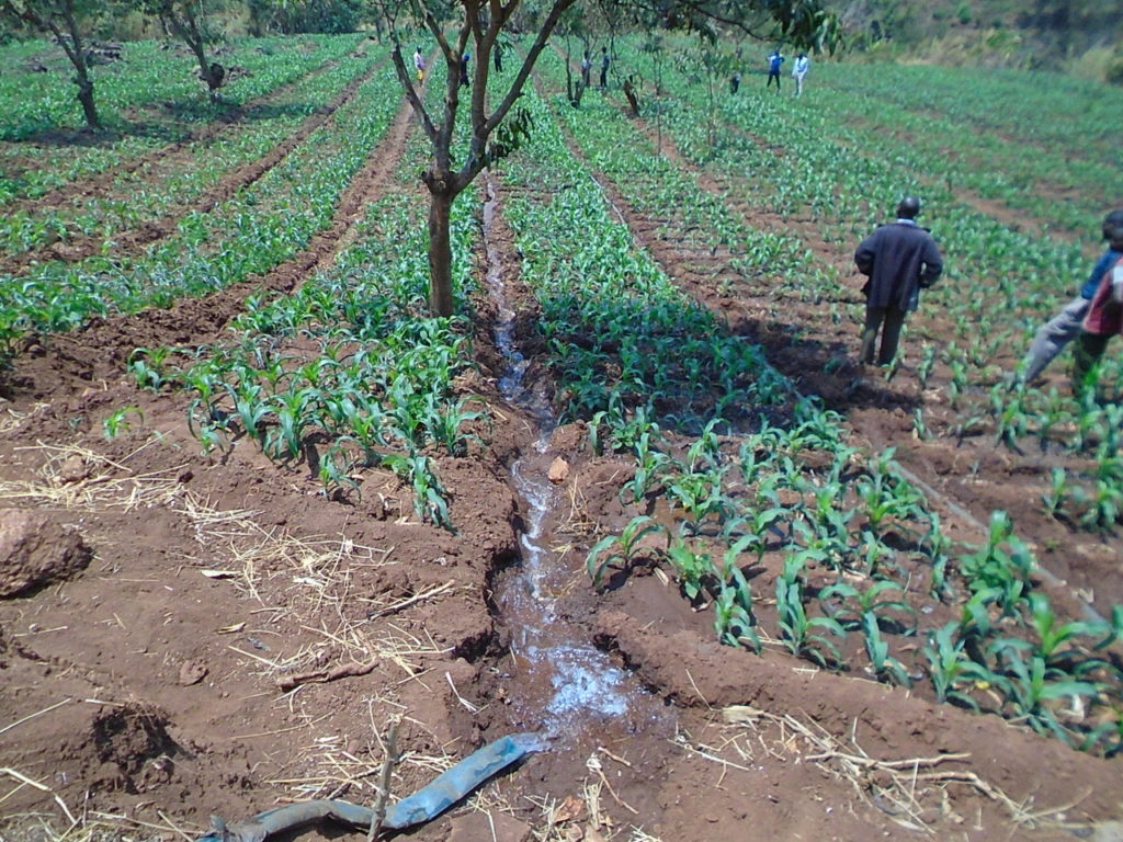 Crops being irrigated