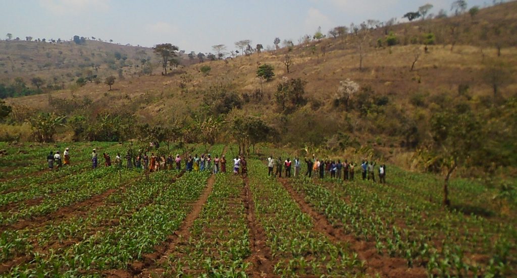 Villagers tending the crops in a field
