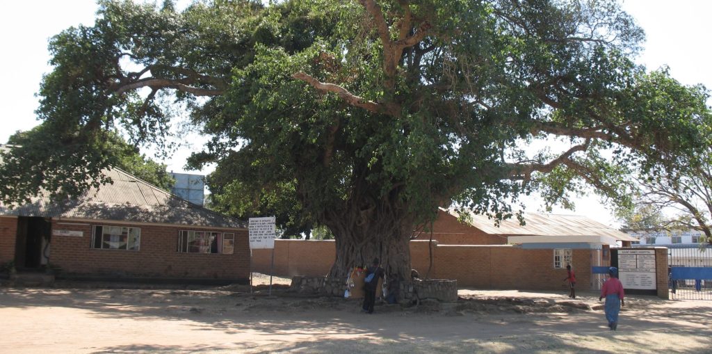 A giant fig tree that witnessed the beginning of the end of the slave trade