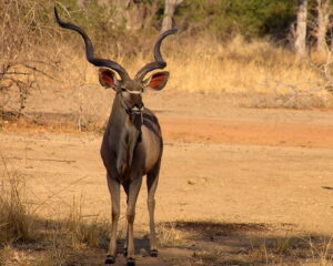 Kudu