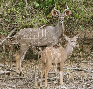 Kudu