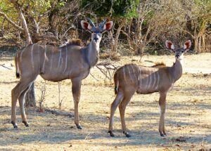 Kudu