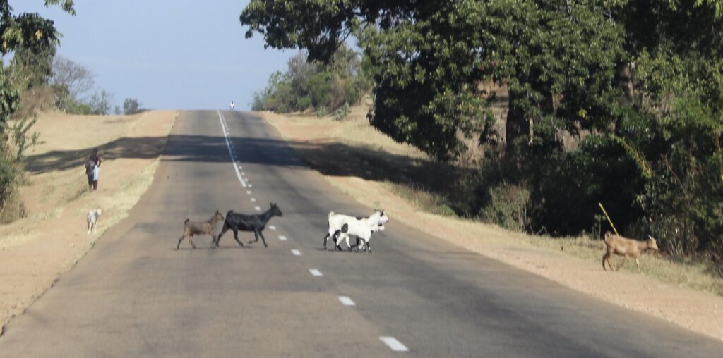 Goats walking across one of the few paved roads