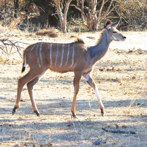 Kudu