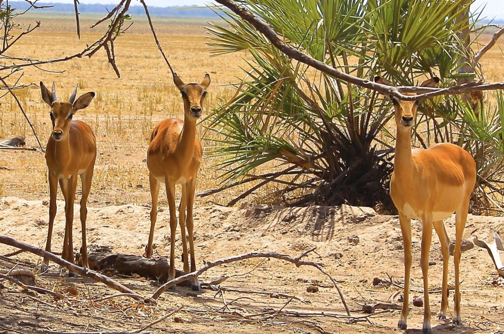 Impala