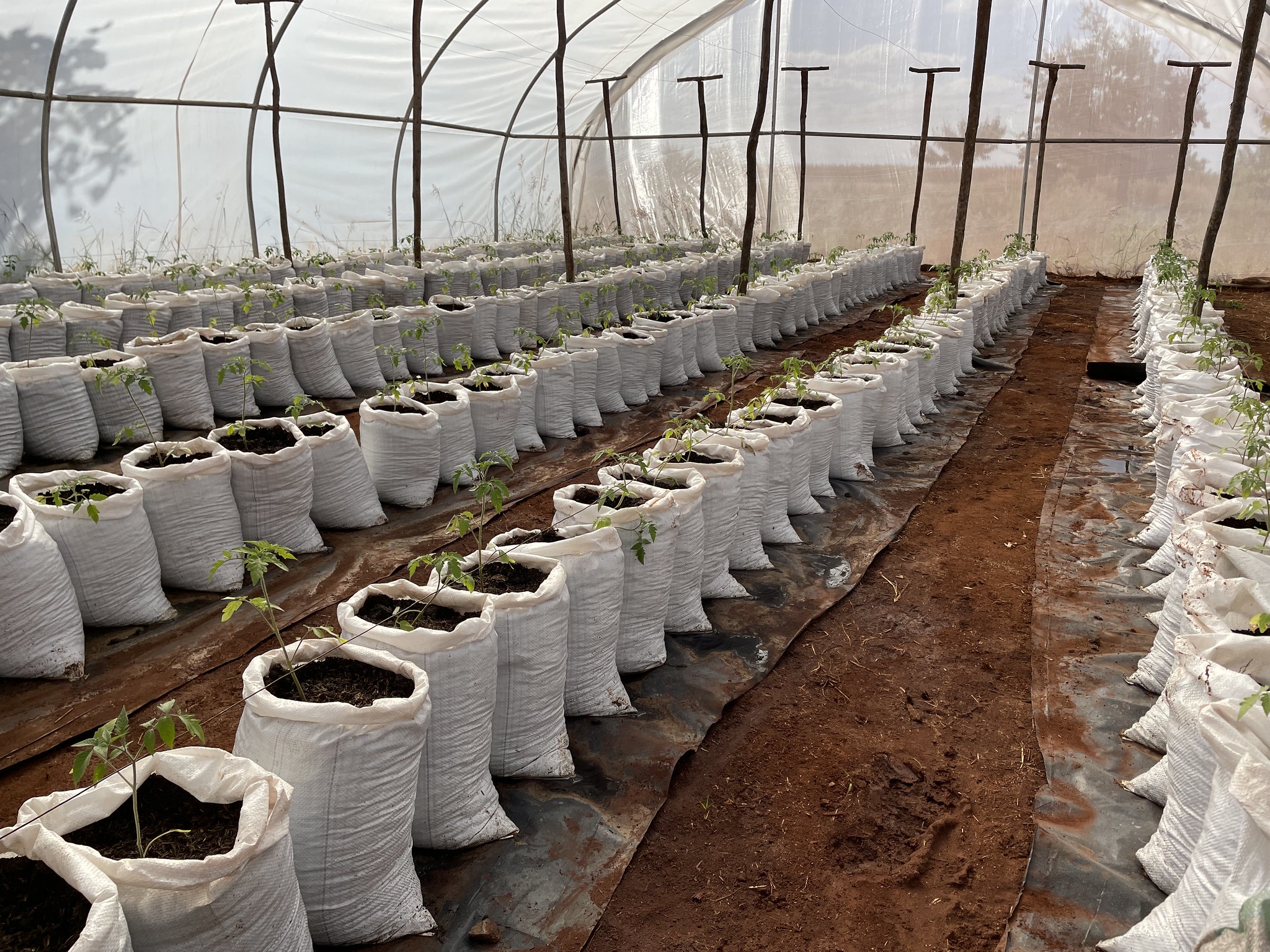 GREENHOUSES ABOUT TO GO GREEN