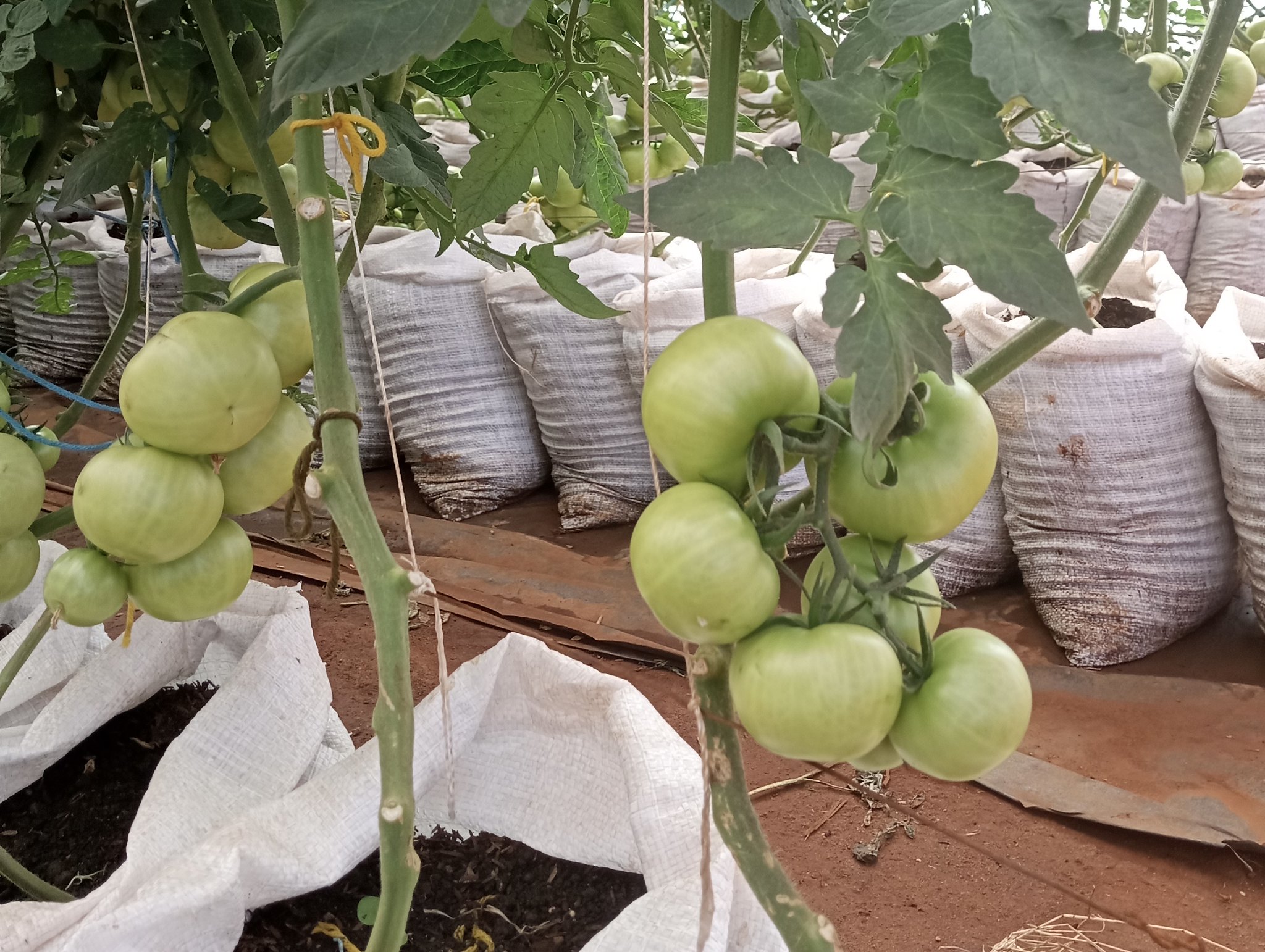 TOMATOES TARGET OVERHEAD